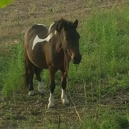 Gospodarstwo agroturystyczne Seaview *
