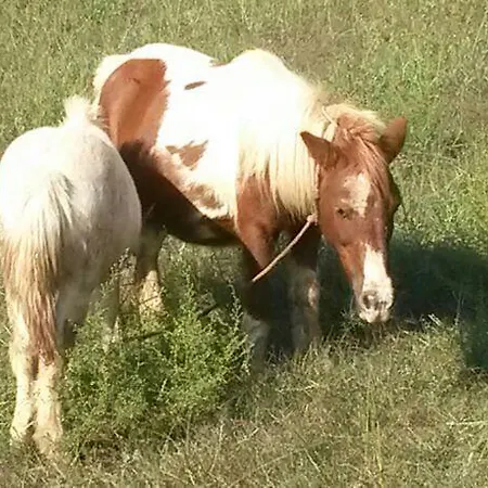 Gospodarstwo agroturystyczne Seaview *