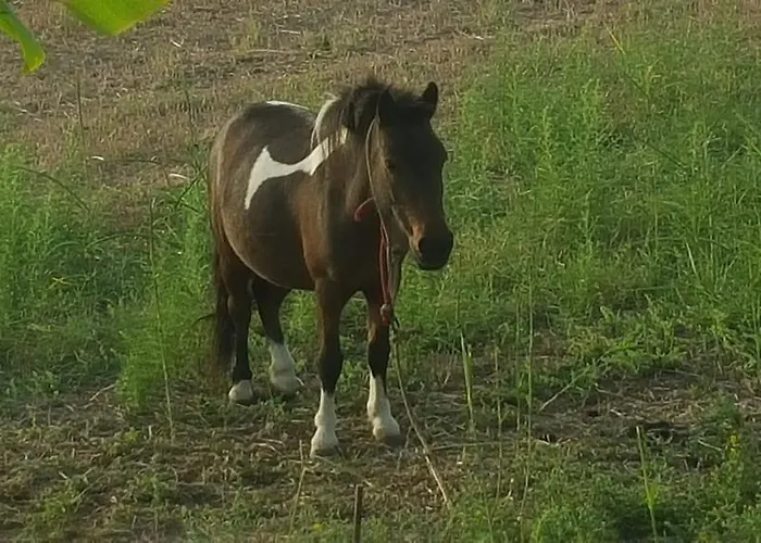 农家乐 阿格里图里斯莫海景酒店 *