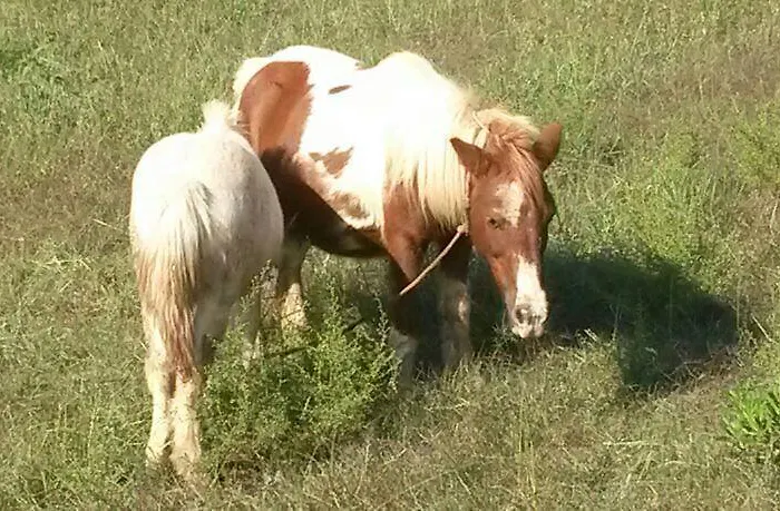 农家乐 阿格里图里斯莫海景酒店 *